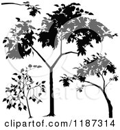 Poster, Art Print Of Silhouetted Branches And Trees