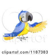 Cartoon Of A Presenting Blue And Yellow Macaw Parrot Royalty Free Vector Clipart by AtStockIllustration