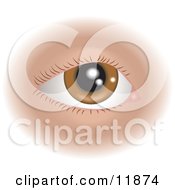 Brown Human Eye And Eyelashes Clipart Illustration by AtStockIllustration