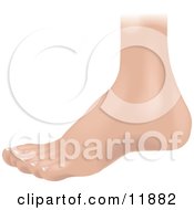 Human Foot Clipart Illustration