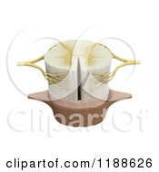 Poster, Art Print Of 3d Spinal Cord Model