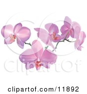 Stem Of Pink Orchid Flowers Clipart Illustration