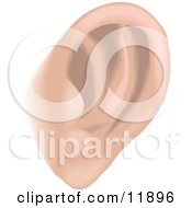 Human Ear Clipart Illustration