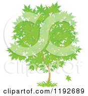 Maple Tree With Green Leaves