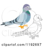 Poster, Art Print Of Cute Happy Pigeon In Color And Outline