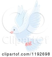 Cute White Dove Or Pigeon Flying