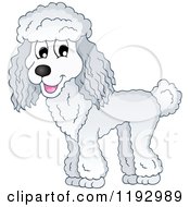 Poster, Art Print Of Happy White Poodle Dog