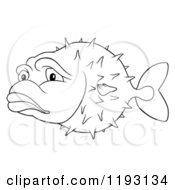 Outlined Sad Puffer Fish