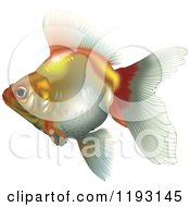 Poster, Art Print Of Goldfish