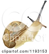 Clipart Of A Snail Royalty Free Vector Illustration