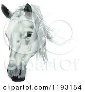 Poster, Art Print Of White Horse Head