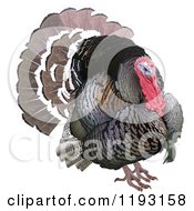 Clipart Of A Wild Turkey Bird Royalty Free Vector Illustration