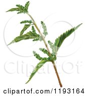 Clipart Of A Nettle Branch Royalty Free Vector Illustration