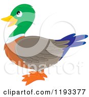 Cute Mallard Duck In Profile