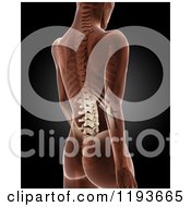 Poster, Art Print Of 3d Medical Female Xray With Visible Skeleton And Spine On Black