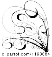 Poster, Art Print Of Black And White Scrolling Vine And Tendrils