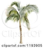 Poster, Art Print Of 3d Palm Tree