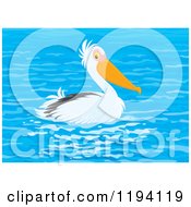 Cute Pelican Bird Swimming