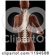 Poster, Art Print Of 3d Medical Female Xray With Visible Skeleton And Spine On Black 2