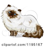 Poster, Art Print Of Cute Himalayan Cat With Blue Eyes