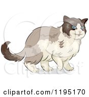 Poster, Art Print Of Cute Ragdoll Cat With Blue Eyes