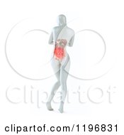 Rear View Of A 3d White Woman With Visible Digestive System On White