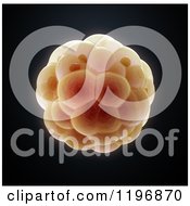 Clipart Of A 3d Embryo On Black Royalty Free CGI Illustration by Mopic