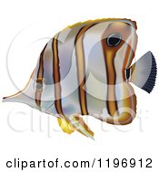 Poster, Art Print Of Copperband Butterflyfish
