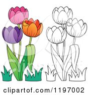 Poster, Art Print Of Colorful And Outlined Tulip Flowers