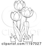 Cartoon Of Outlined Tulip Flowers Royalty Free Vector Clipart by visekart
