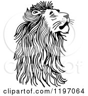 Poster, Art Print Of Black And White Male Lion Looking Up