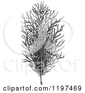 Clipart Of A Vintage Black And White Sugar Cane Plant Royalty Free Vector Illustration