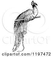 Clipart Of A Vintage Black And White Peacock Royalty Free Vector Illustration by Prawny Vintage