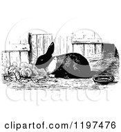 Clipart Of A Vintage Black And White Rabbit Eating Lettuce Royalty Free Vector Illustration