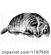 Clipart Of A Vintage Black And White Badger Royalty Free Vector Illustration by Prawny Vintage