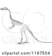Clipart Of A Black And White Dinosaur Skeleton Royalty Free Vector Illustration