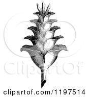 Clipart Of A Vintage Black And White Plant Royalty Free Vector Illustration