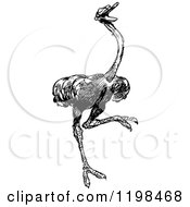 Clipart Of A Black And White Vintage Ostrich Royalty Free Vector Illustration