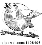 Clipart Of A Black And White Vintage Chubby Robin Bird Royalty Free Vector Illustration