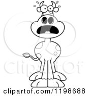 Cartoon Of A Black And White Scared Spotted Cow Royalty Free Vector Clipart