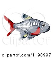 Cute X-Ray Tetra Freshwater Fish