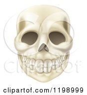 Smiling Human Skull