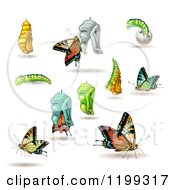 Poster, Art Print Of Stages Of The Butterfly From Cocoon To Adult