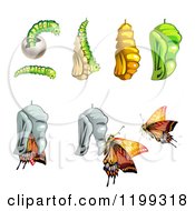 Clipart Of Stages Of The Butterfly From Cocoon To Adult 2 Royalty Free Vector Illustration