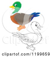 Cartoon Of A Colored And Line Art Cute Mallard Duck Royalty Free Clipart