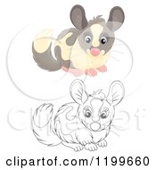 Poster, Art Print Of Colored And Line Art Cute Chinchilla
