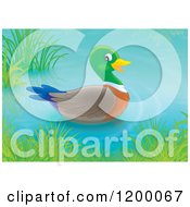 Poster, Art Print Of Cute Mallard Duck Drake Floating On A Pond