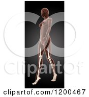Poster, Art Print Of 3d Walking Female Medical Model With Visible Leg Bones On Black