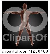 Clipart Of A 3d Male Medical Model With Visible Spine And Arms Out Royalty Free CGI Illustration