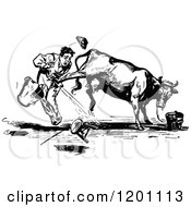 Clipart Of A Vintage Black And White Cow Kicking A Man Royalty Free Vector Illustration